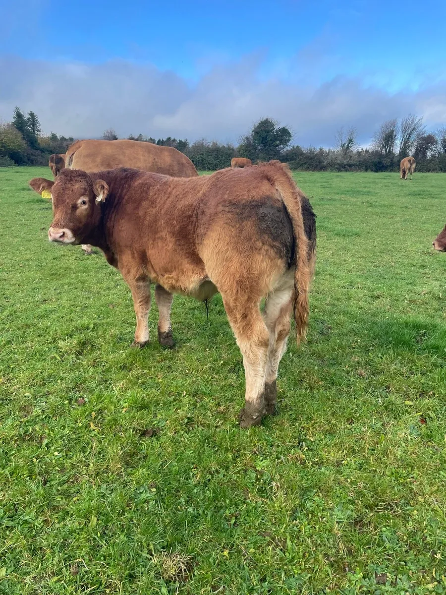PBR Limousin bulls Gort mart - Image 2