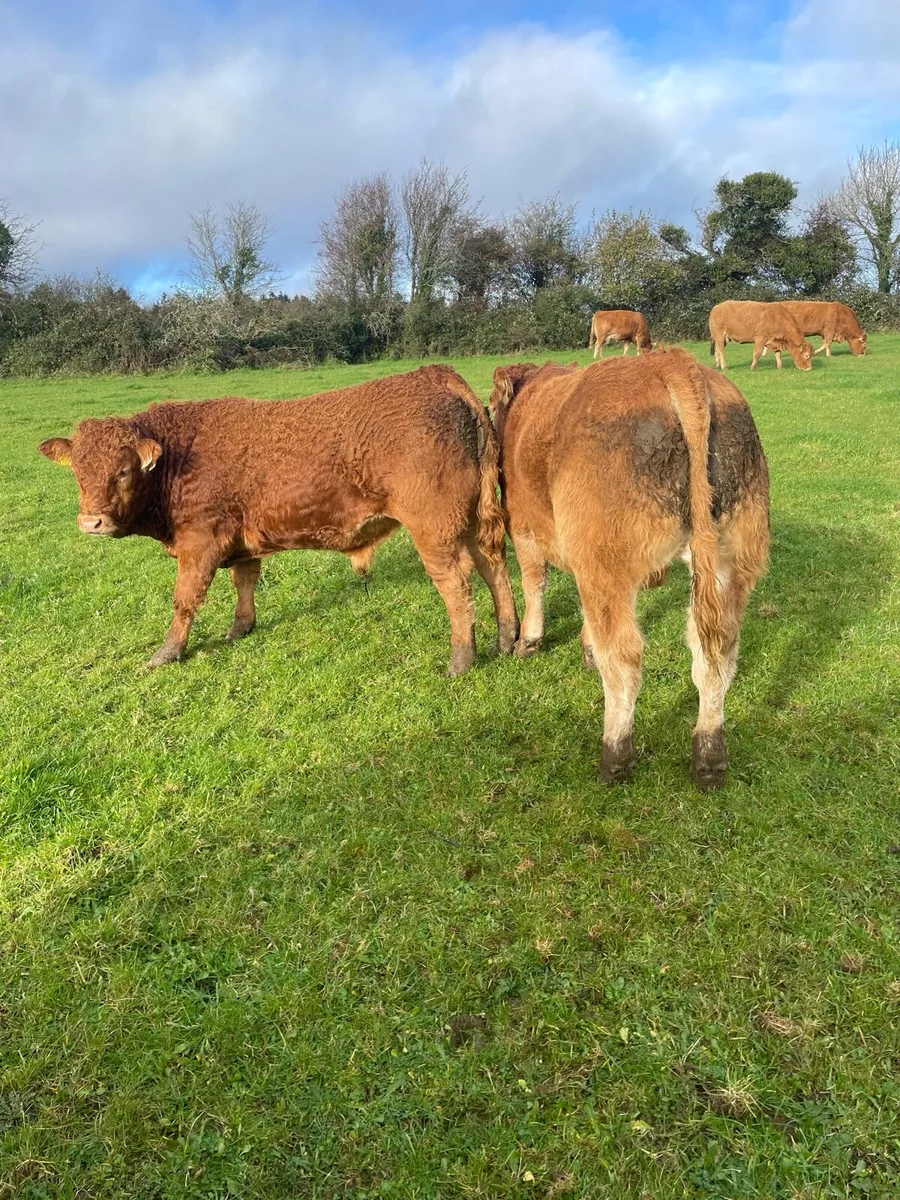 PBR Limousin bulls Gort mart - Image 3