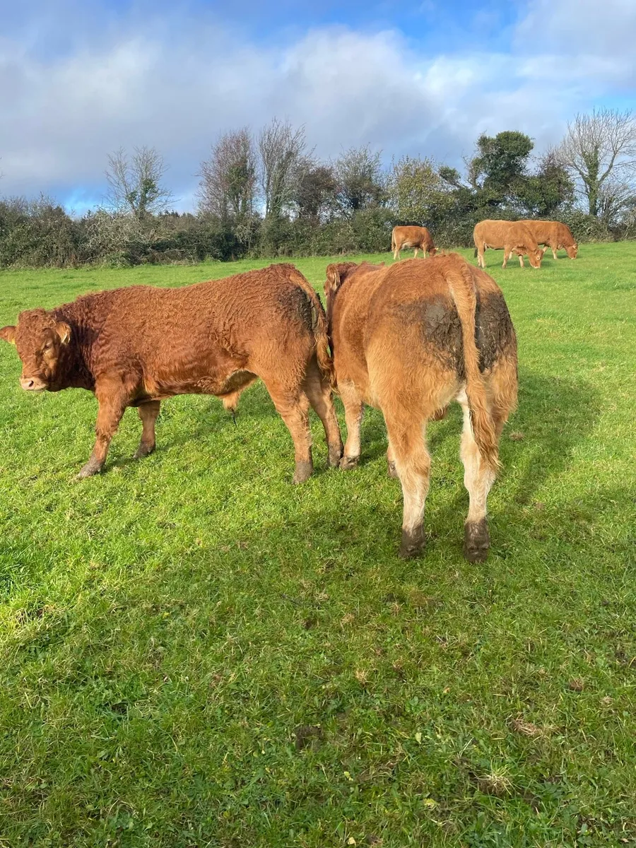 PBR Limousin bulls Gort mart - Image 4