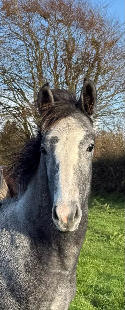 Womanizer (KWPN) X Presenting (TB) - Image 1