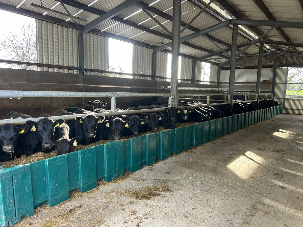 Beef Angus Heifers - Image 2