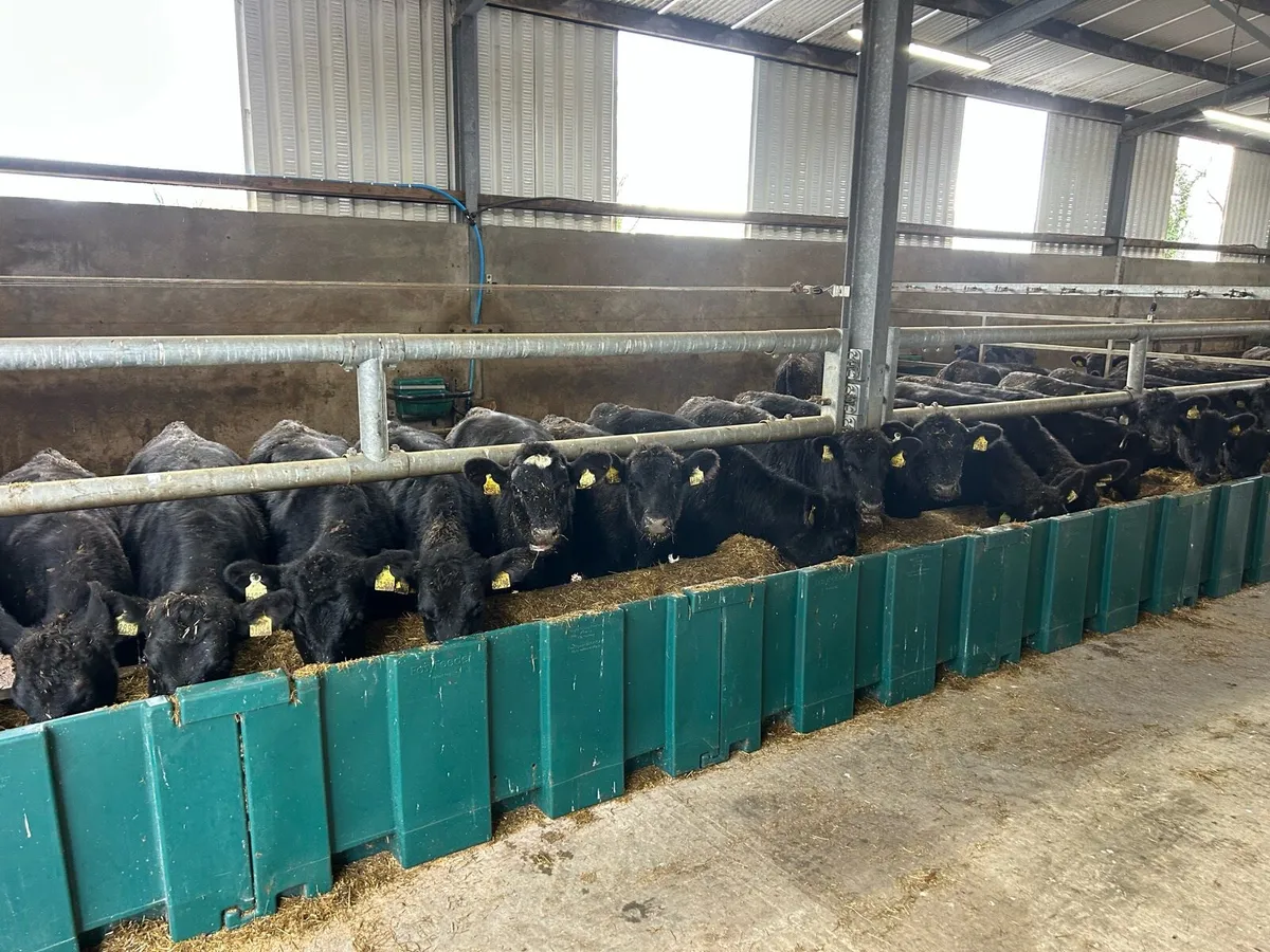 Beef Angus Heifers - Image 3