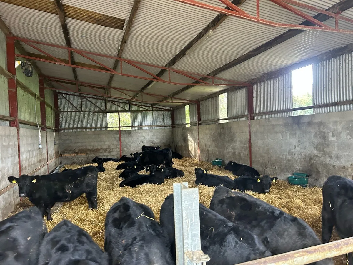 Beef Angus Heifers - Image 4