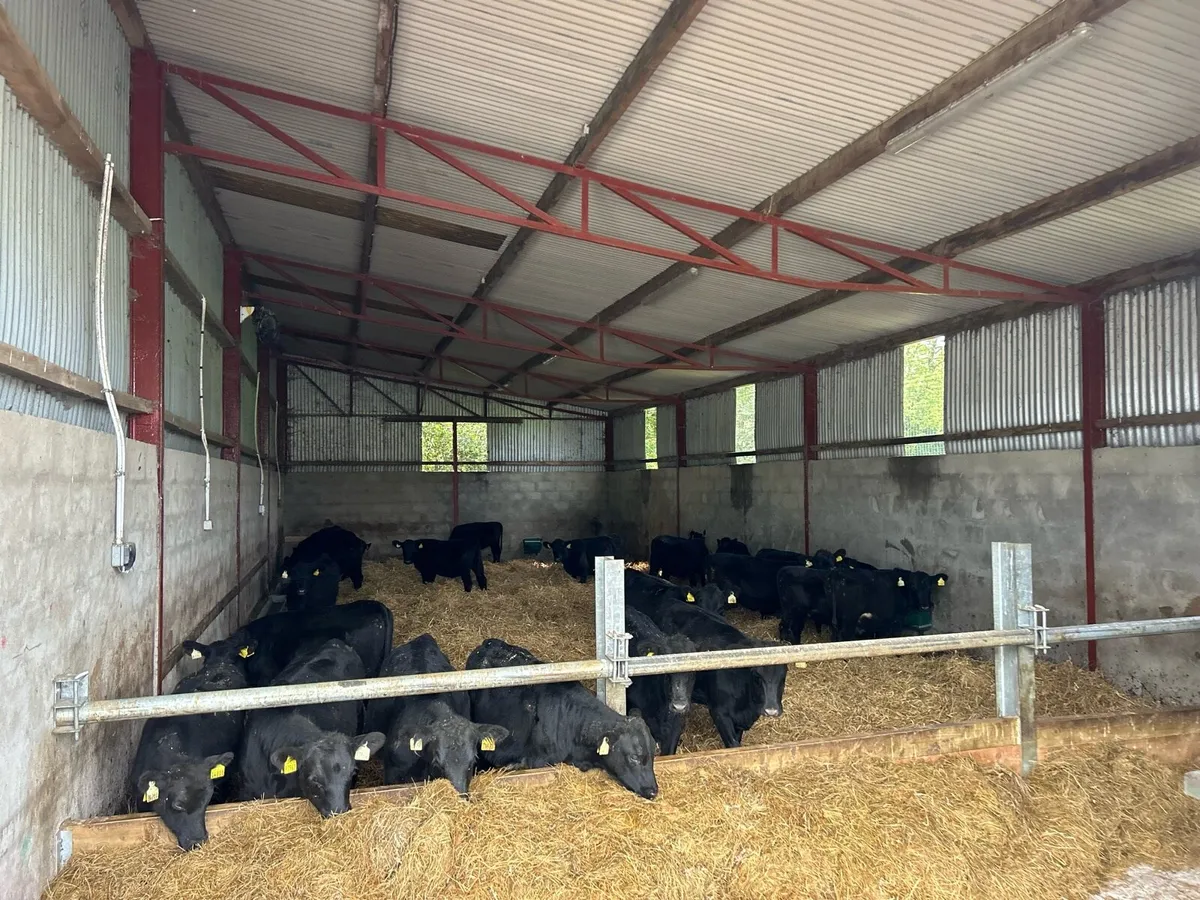 Beef Angus Heifers - Image 1