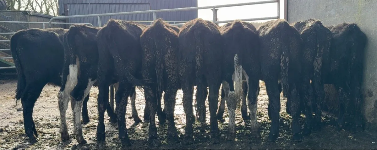 10 super heifers - Image 1