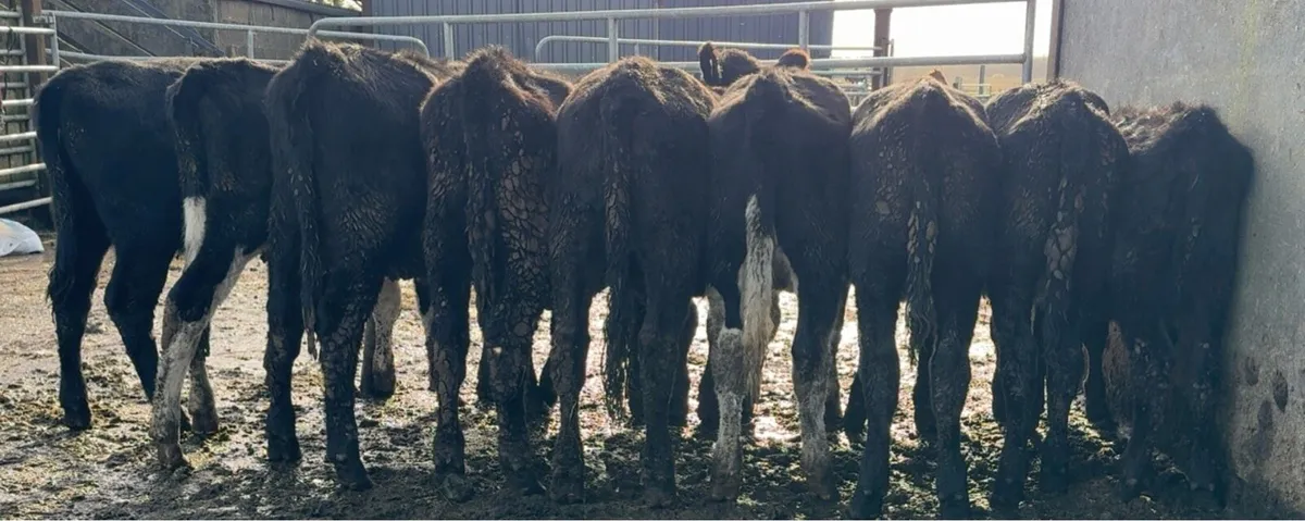 10 super heifers - Image 2