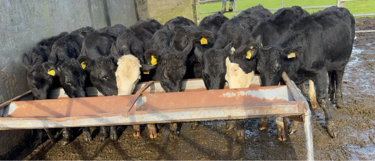 10 super heifers - Image 3