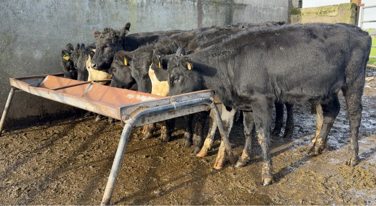 10 super heifers - Image 4