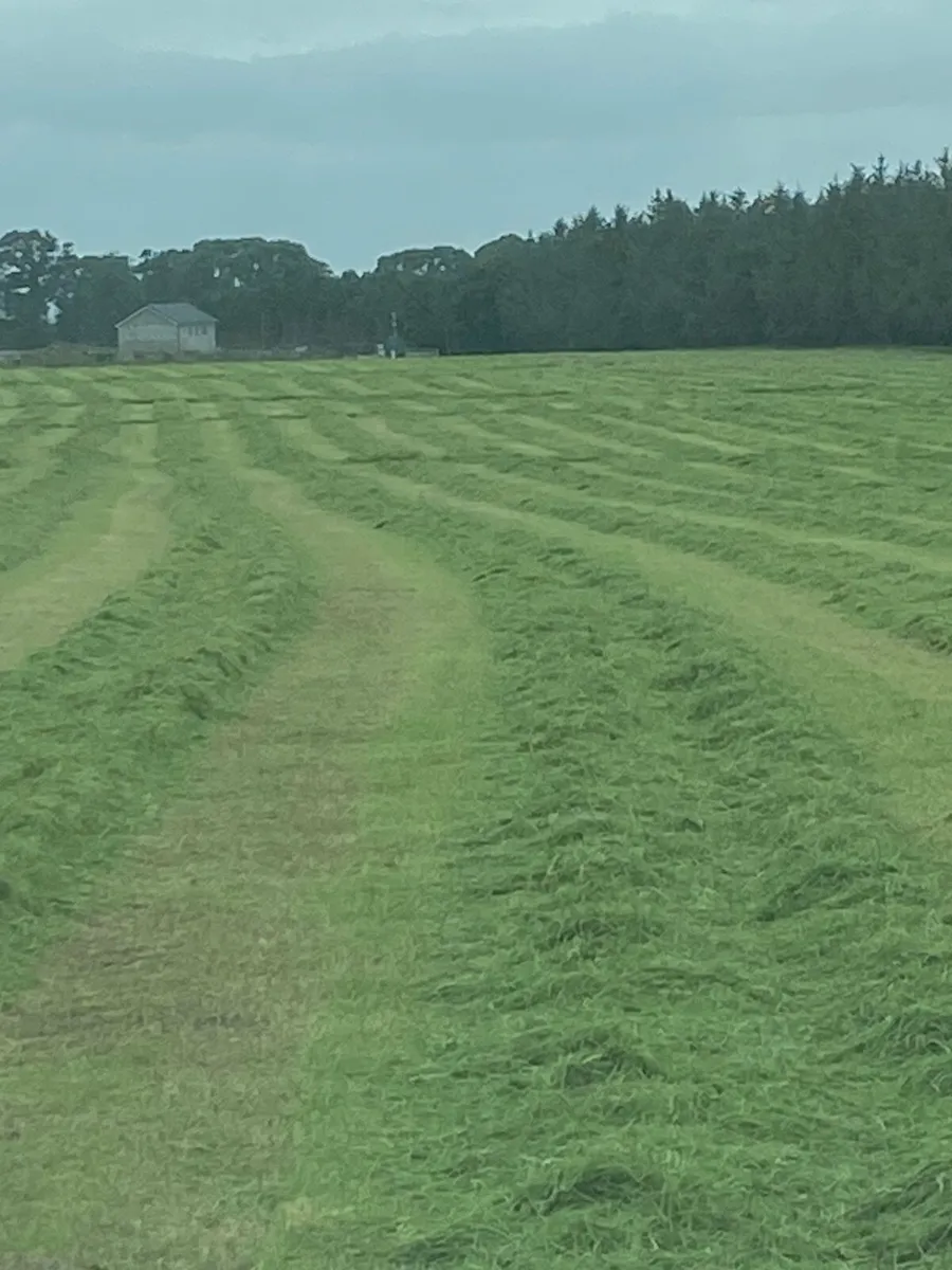 1st cut silage - Image 1