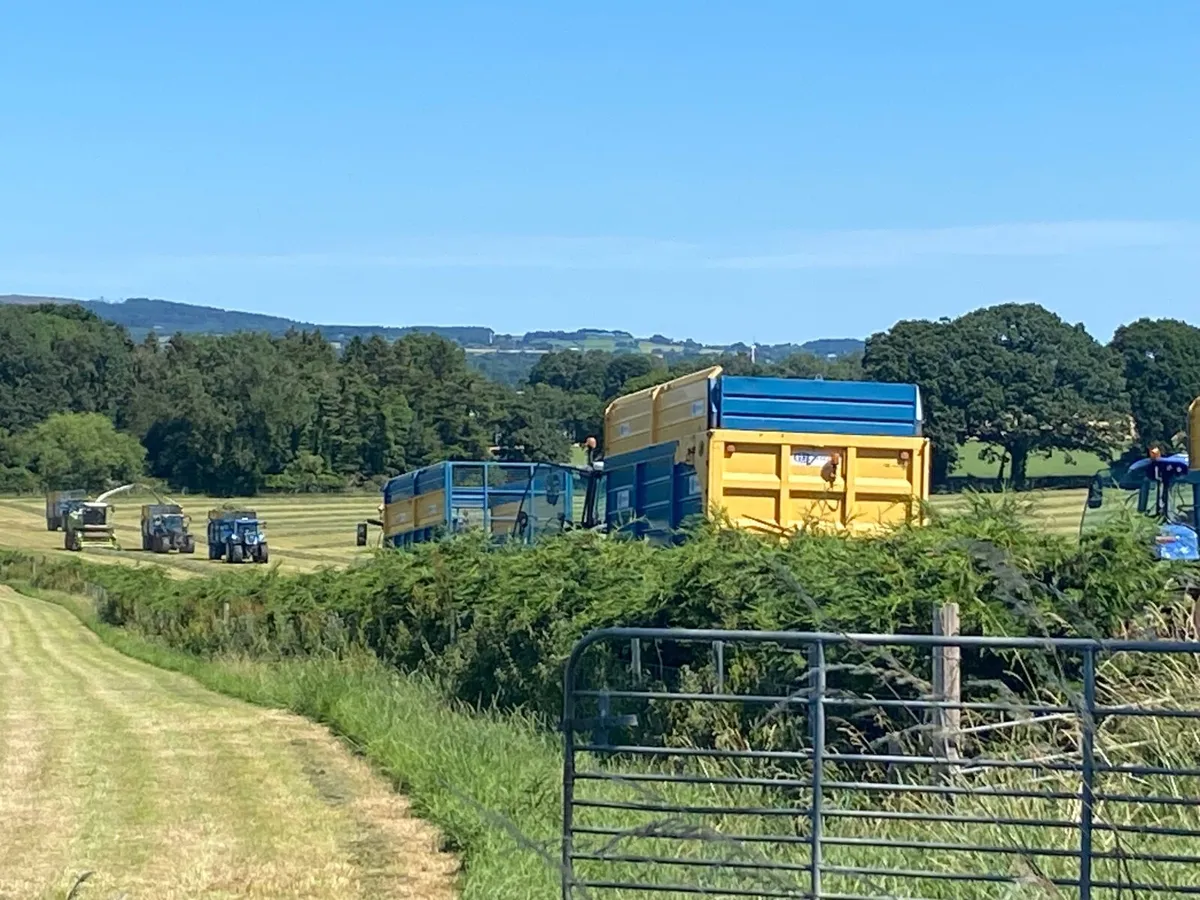 1st cut silage - Image 2