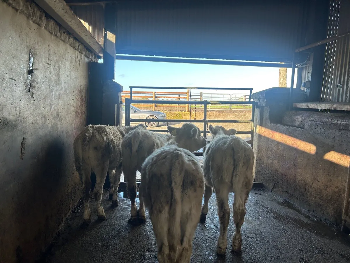 5 super  charlaois heifer weanlings - Image 1