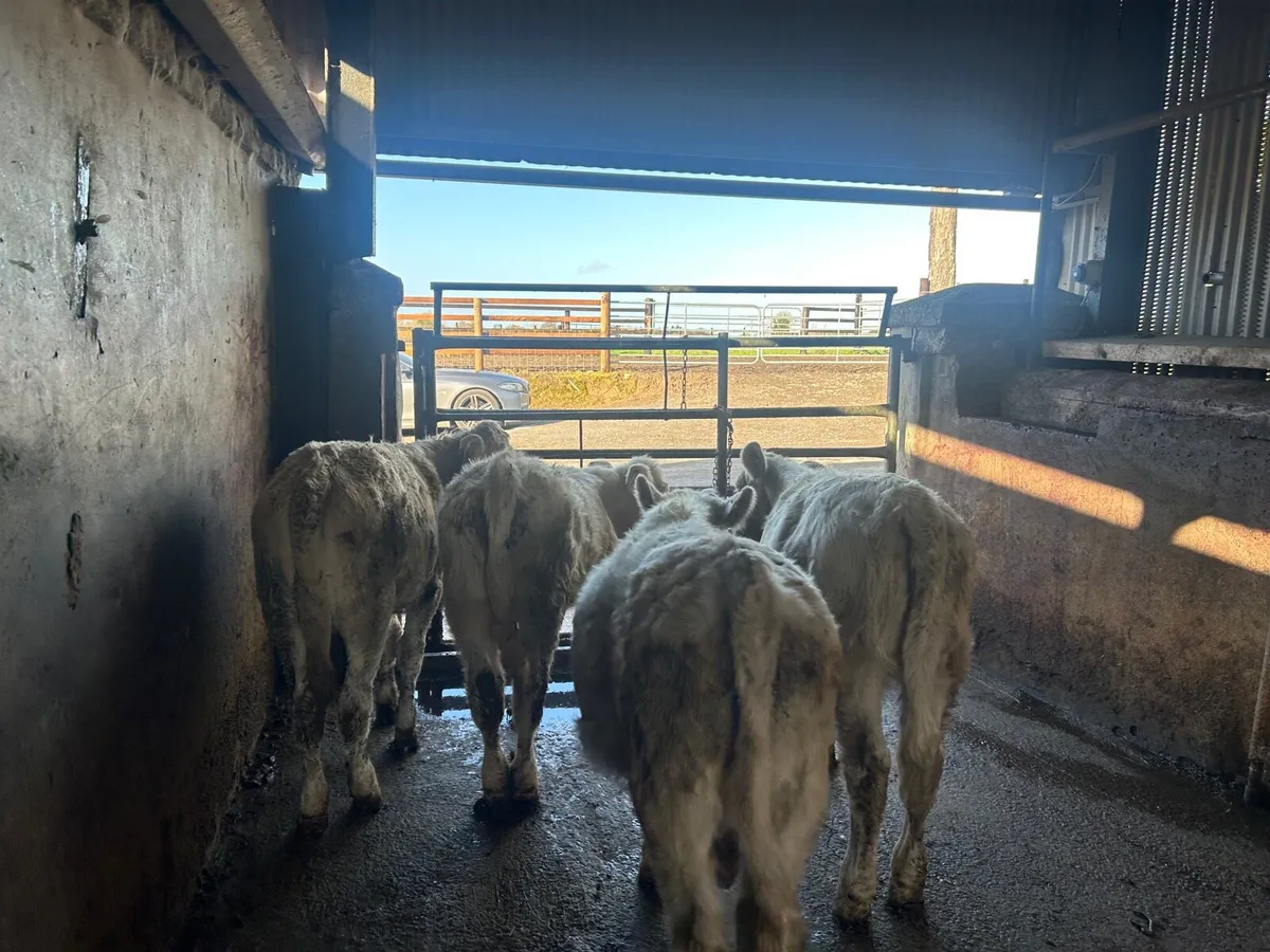 5 super  charlaois heifer weanlings - Image 2