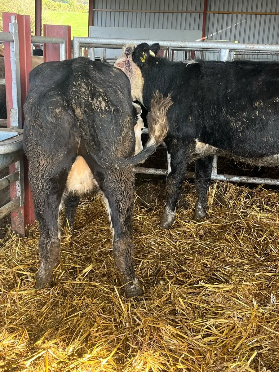 Hereford springers - Image 1