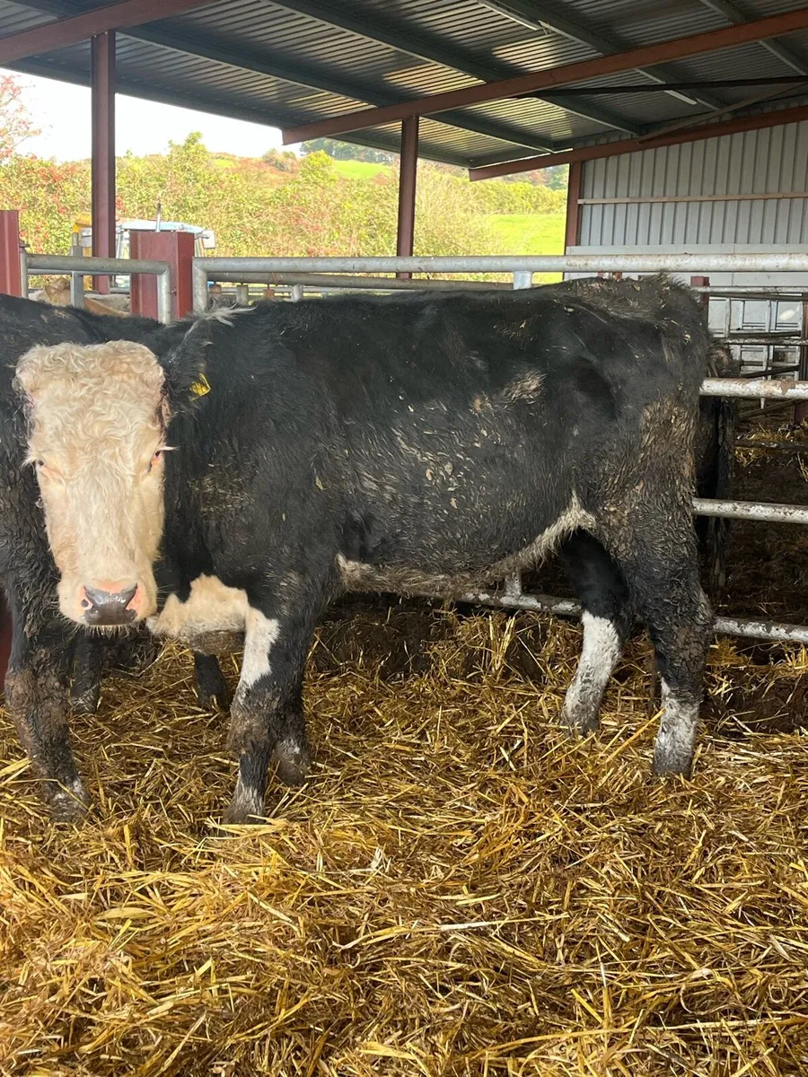 Hereford springers - Image 2