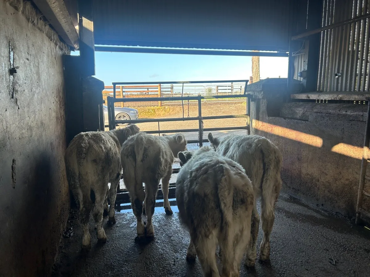 5 super  charlaois heifer weanlings - Image 3