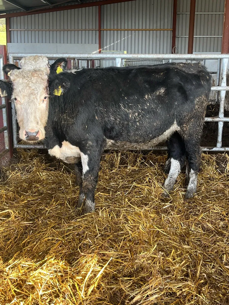 Hereford springers - Image 3