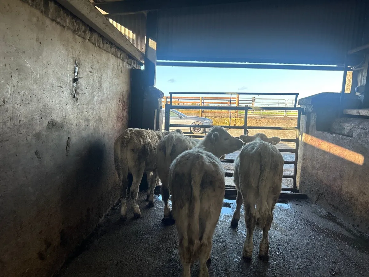 5 super  charlaois heifer weanlings - Image 4