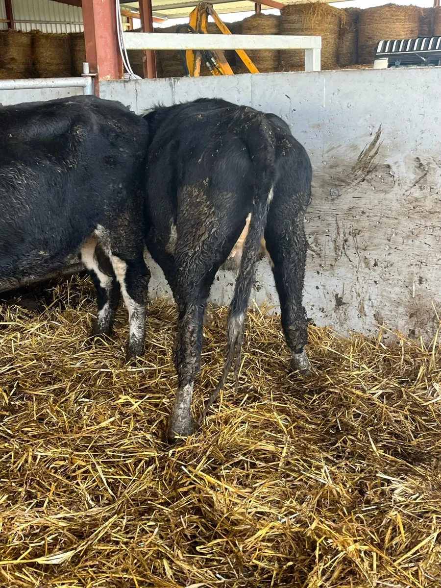 Hereford springers - Image 4