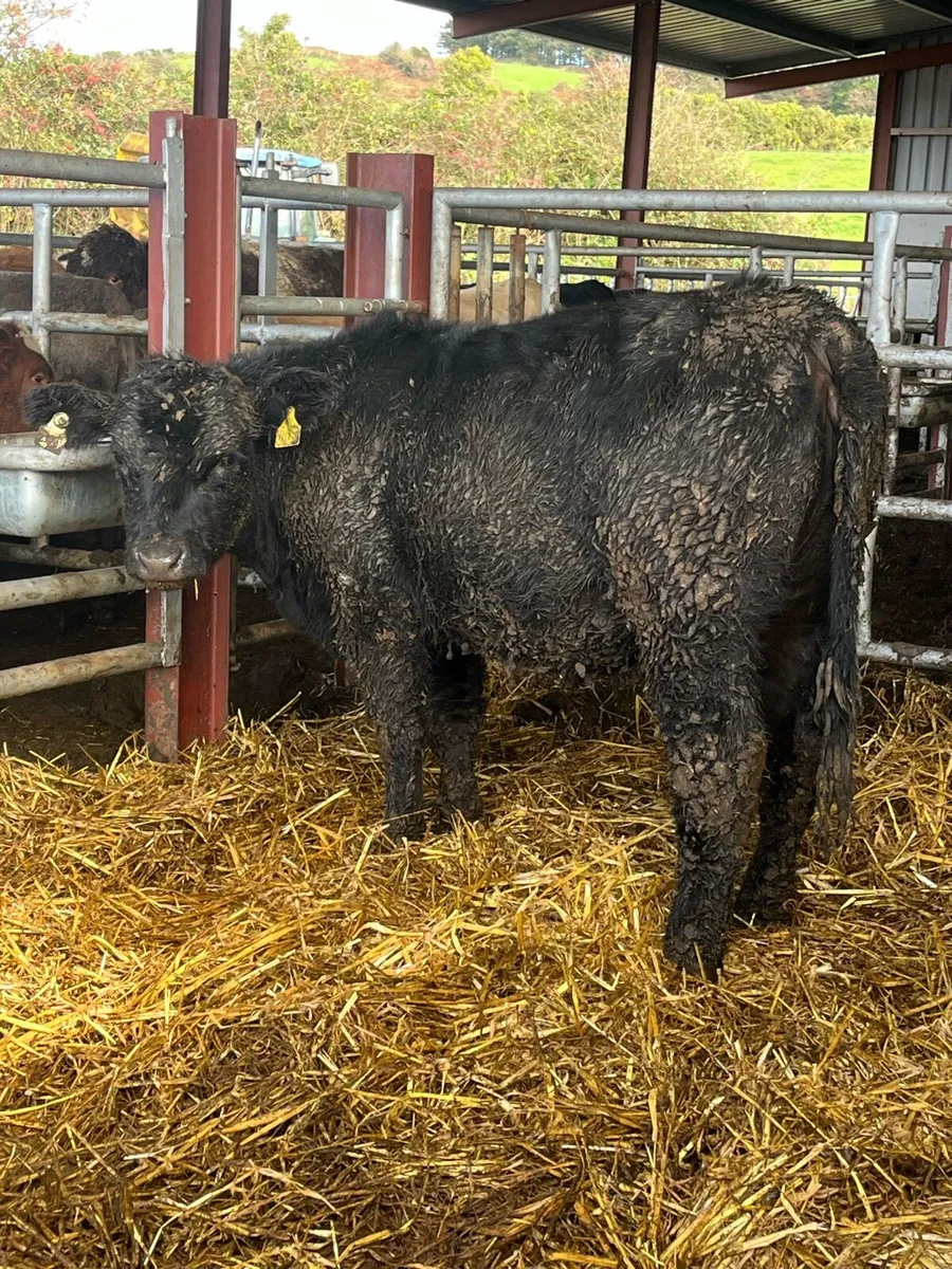 Pedigree Angus Heifer - Image 1