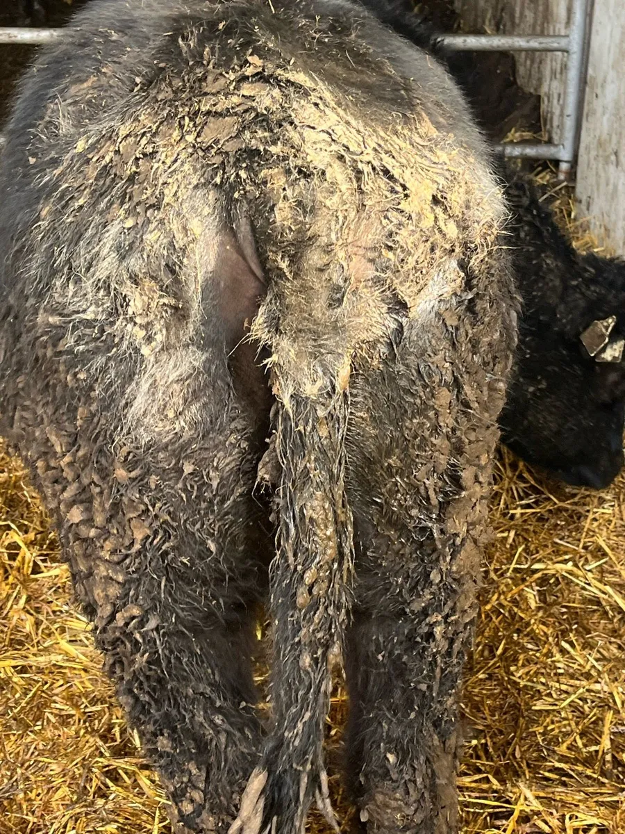 Pedigree Angus Heifer - Image 2