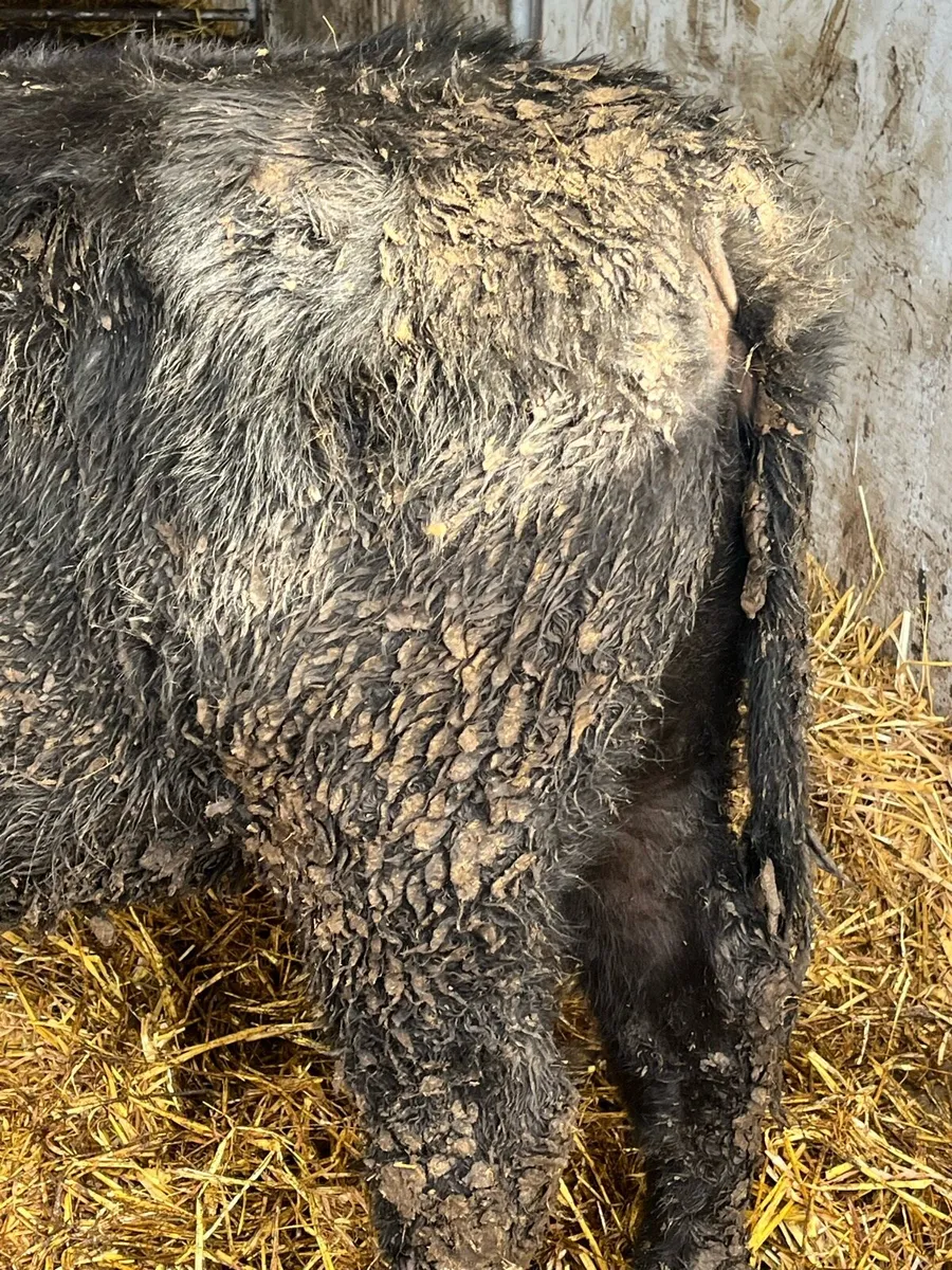 Pedigree Angus Heifer - Image 3