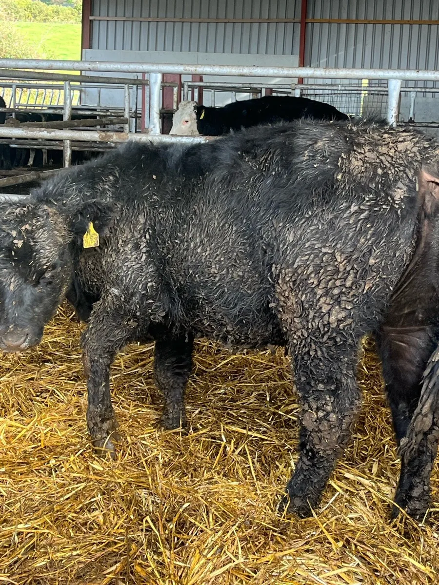 Pedigree Angus Heifer - Image 4