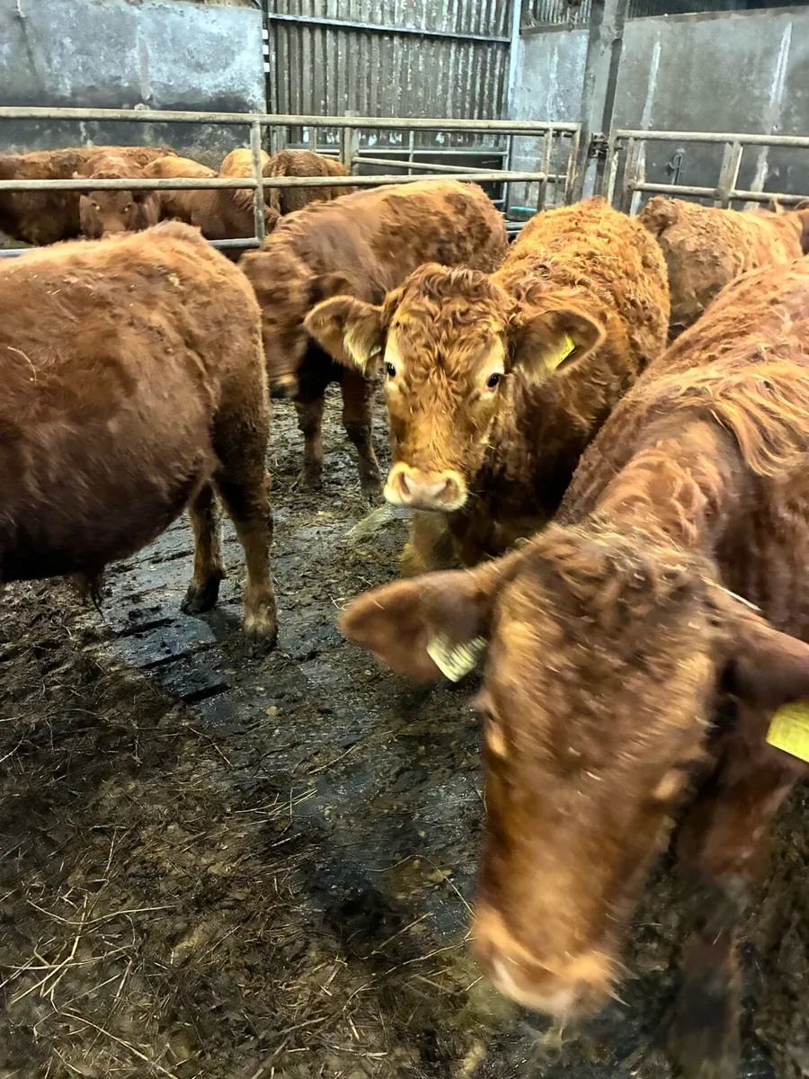 SUPER QUALITY LIM BULL/BLK WEANLINGS 300KG - Image 1