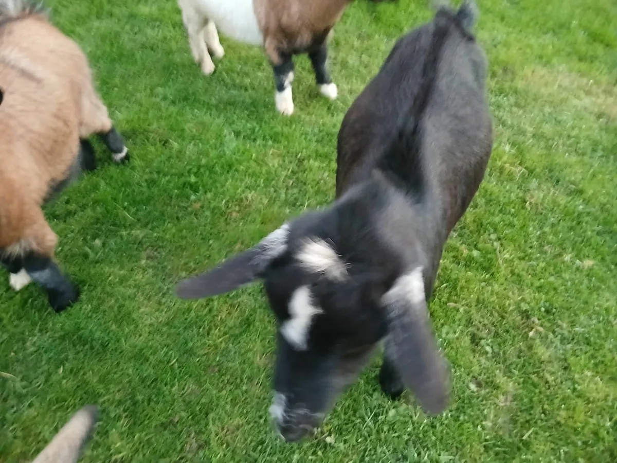 Goats - Image 2