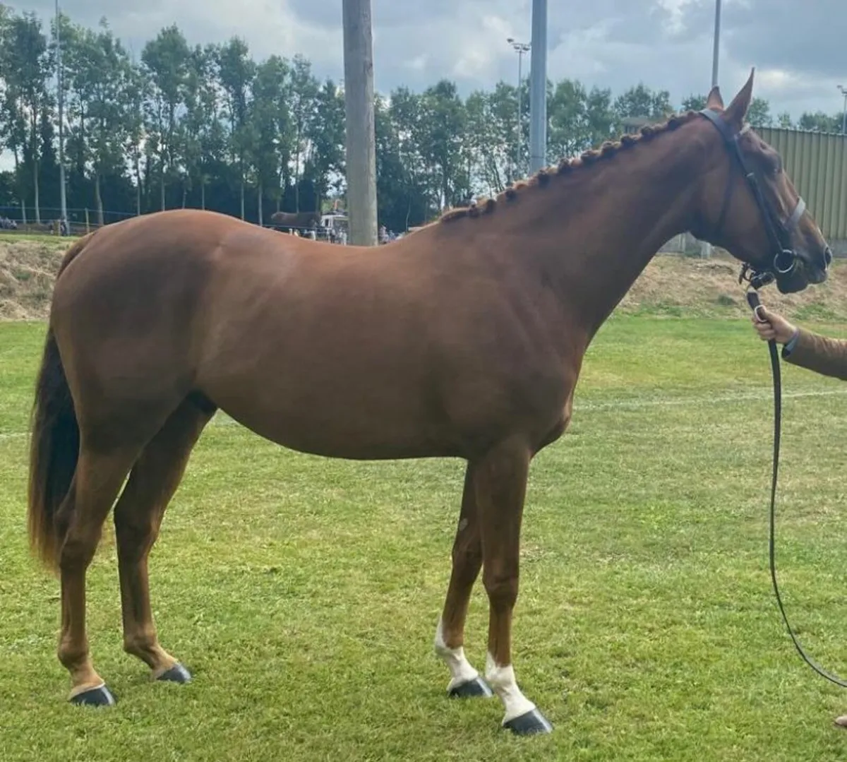 Irish Sports Horse - Image 1