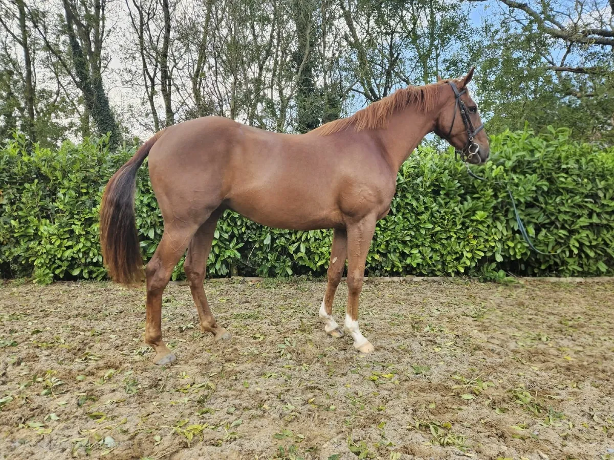 Irish Sports Horse - Image 2