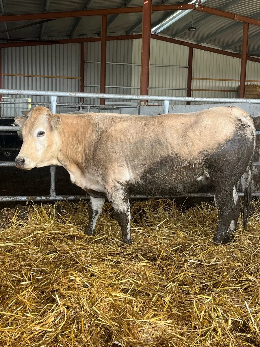 🔥🔥Super Springer🔥🔥 - Image 1