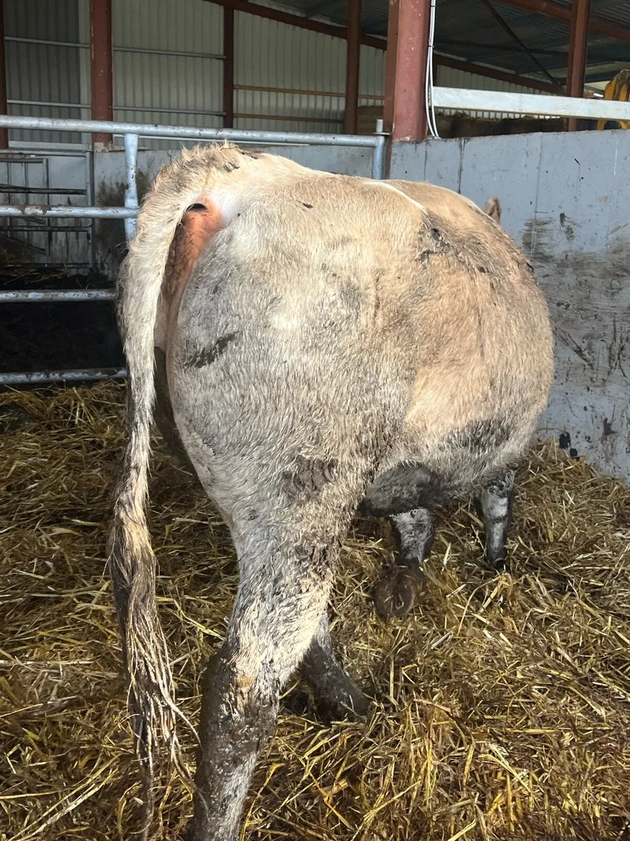 🔥🔥Super Springer🔥🔥 - Image 2