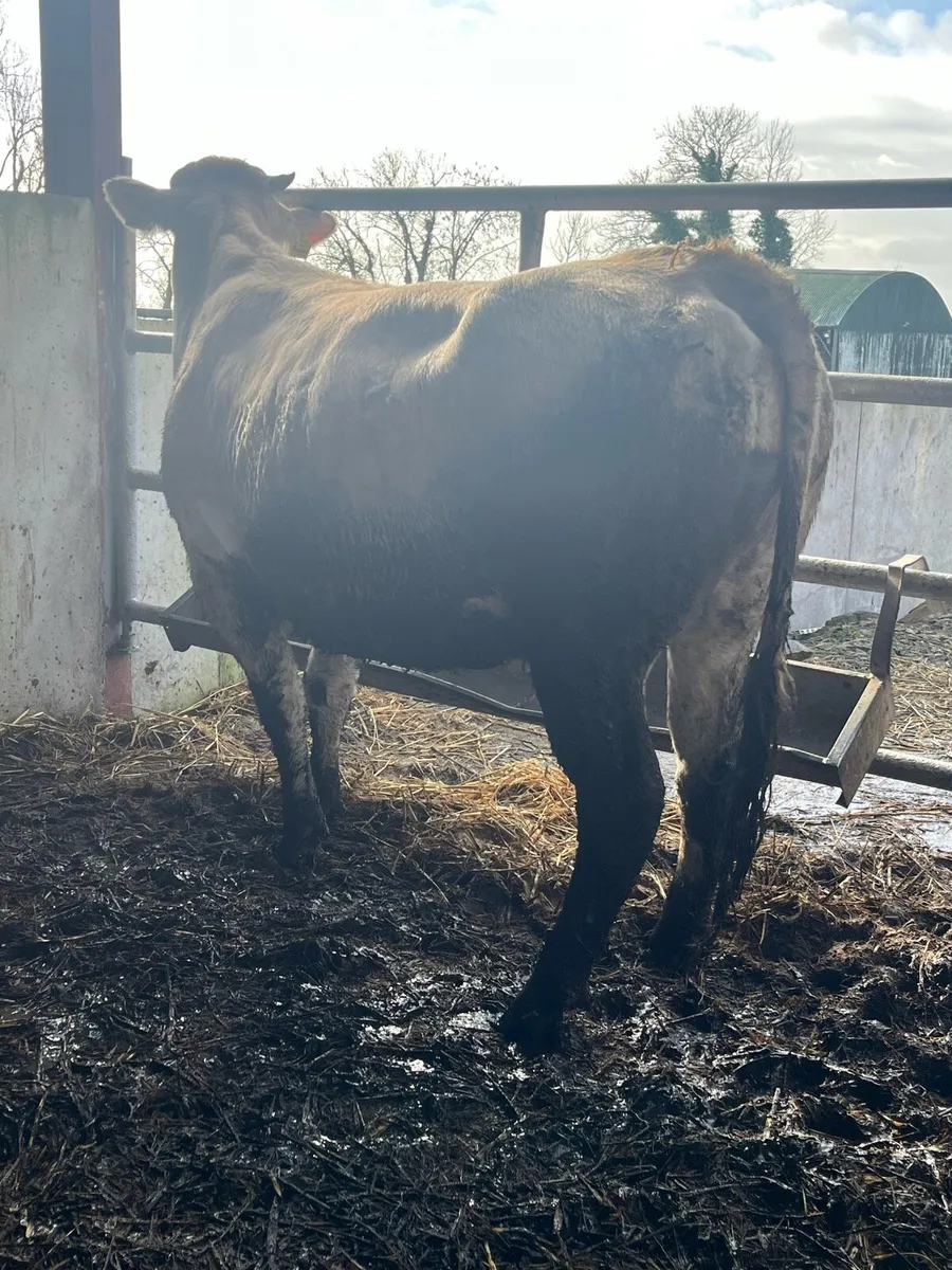 🔥🔥Super Springer🔥🔥 - Image 3