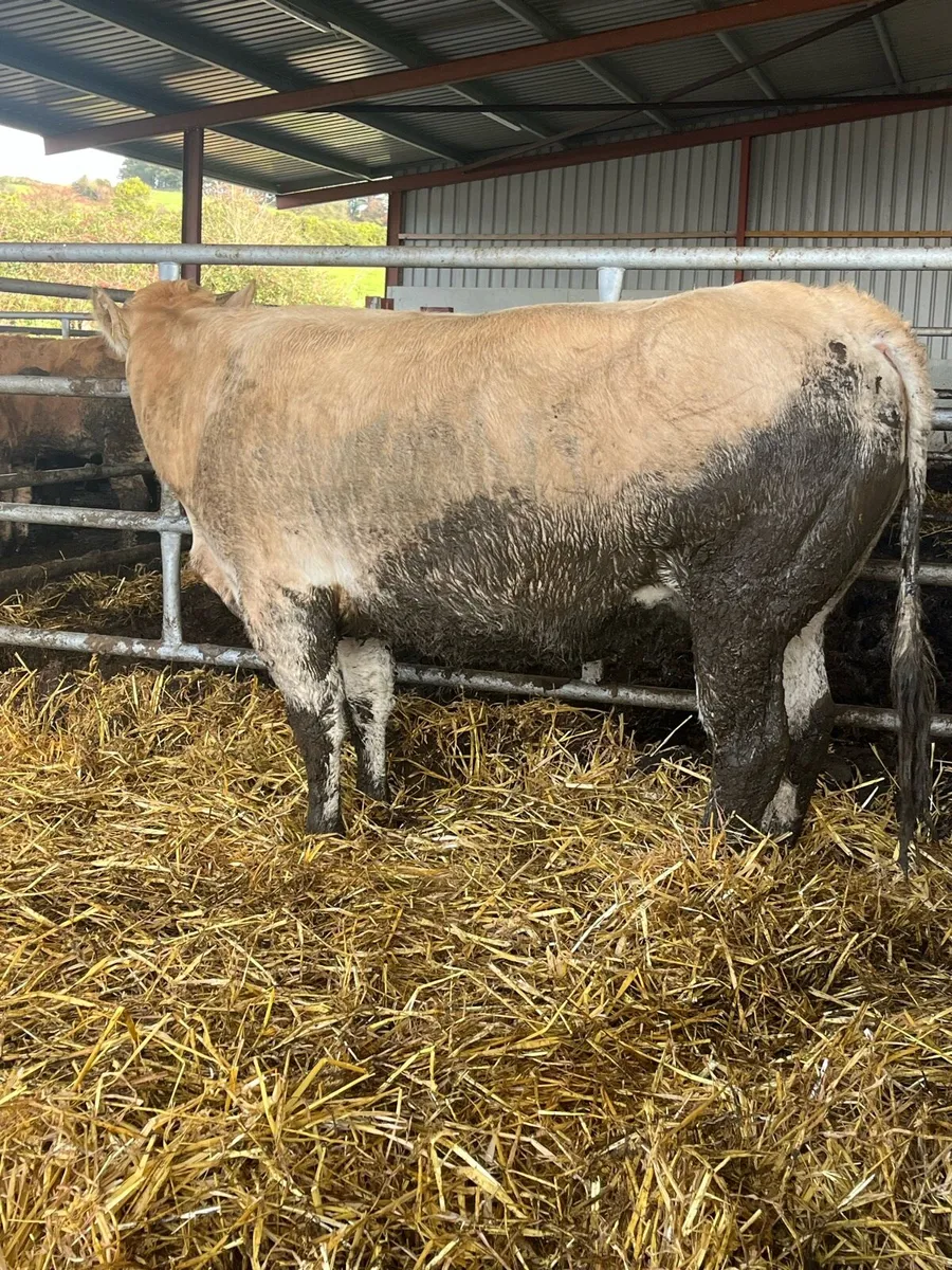 🔥🔥Super Springer🔥🔥 - Image 4