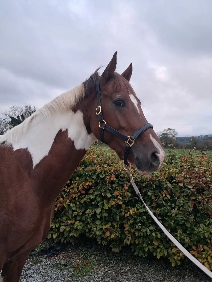 Beautiful coloured stallion