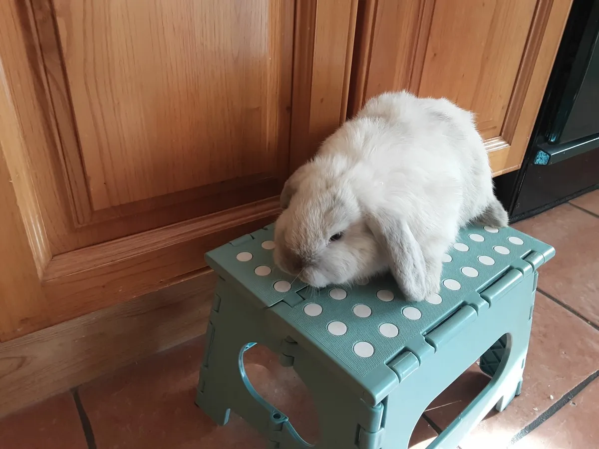 Mini lops and lionhead lops - Image 1