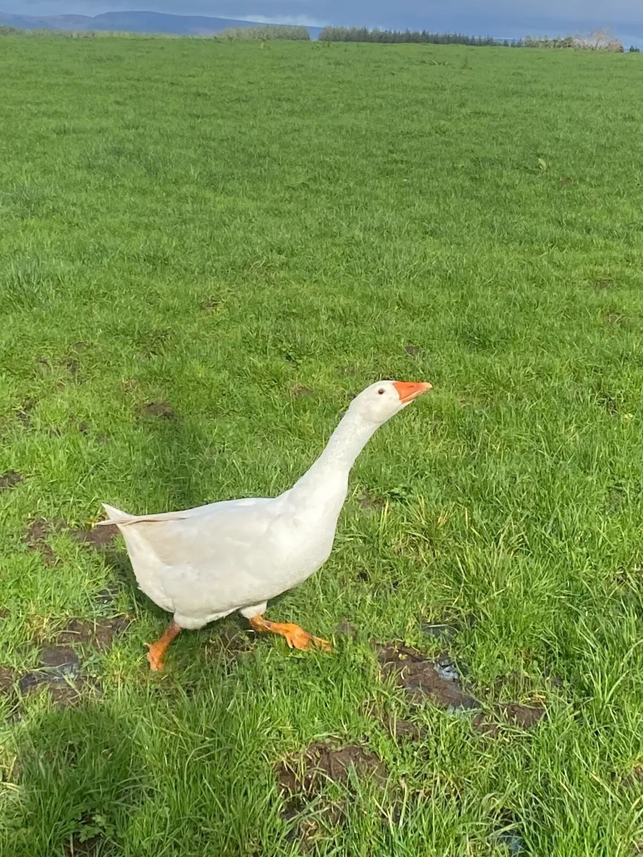 Geese, drakes and laying ducks - Image 2
