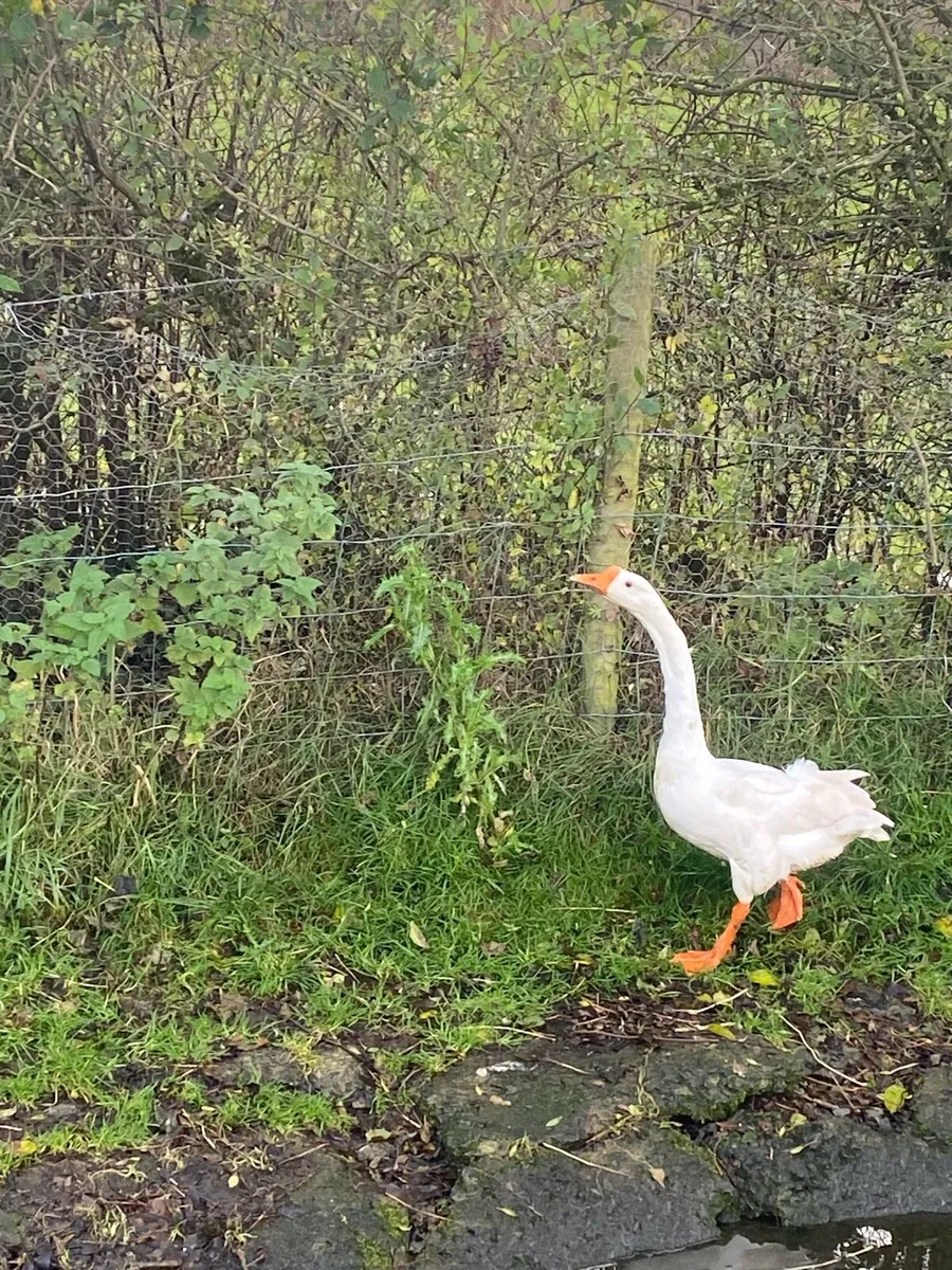 Geese, drakes and laying ducks - Image 3
