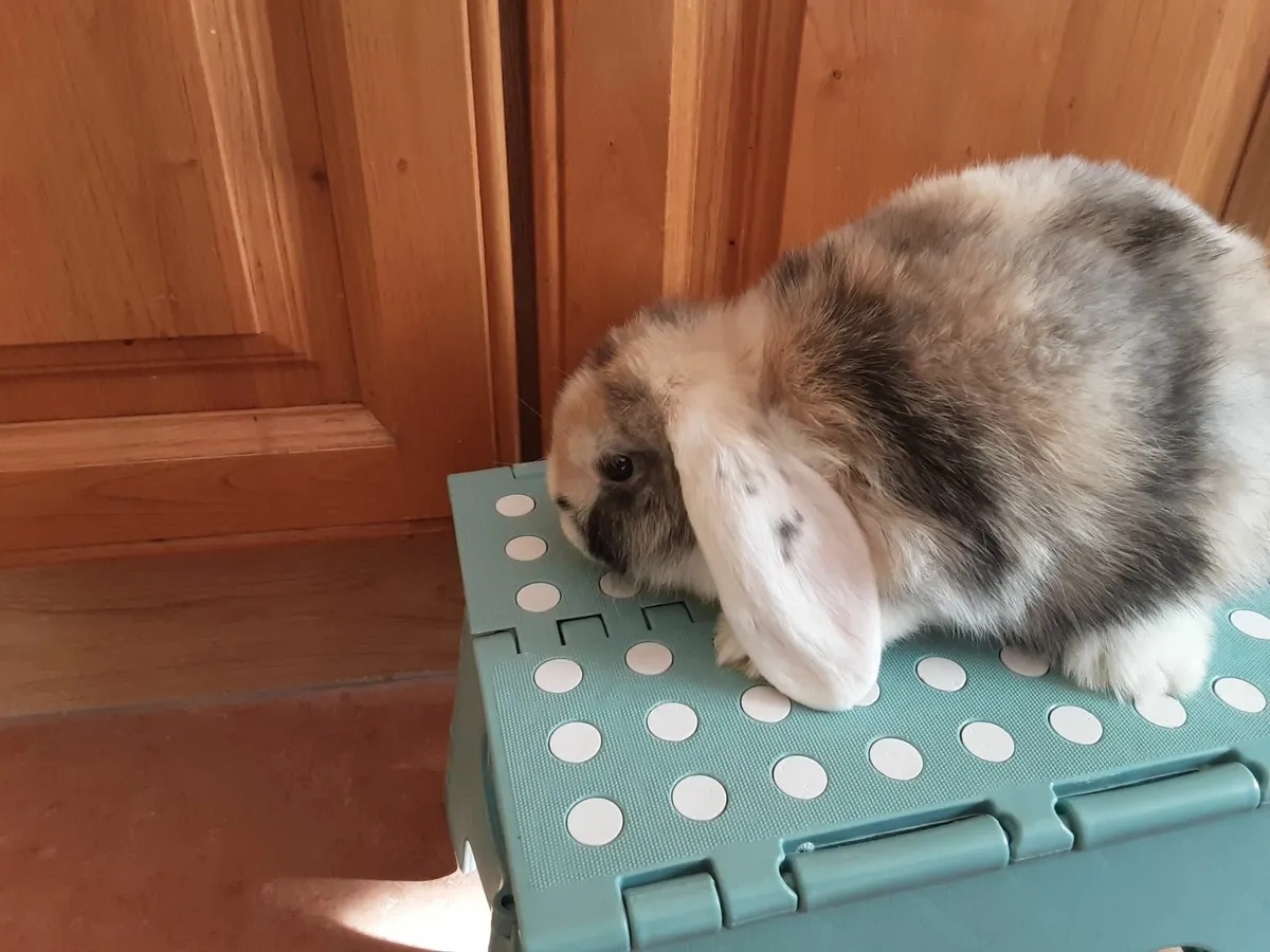 Mini lops and lionhead lops - Image 4