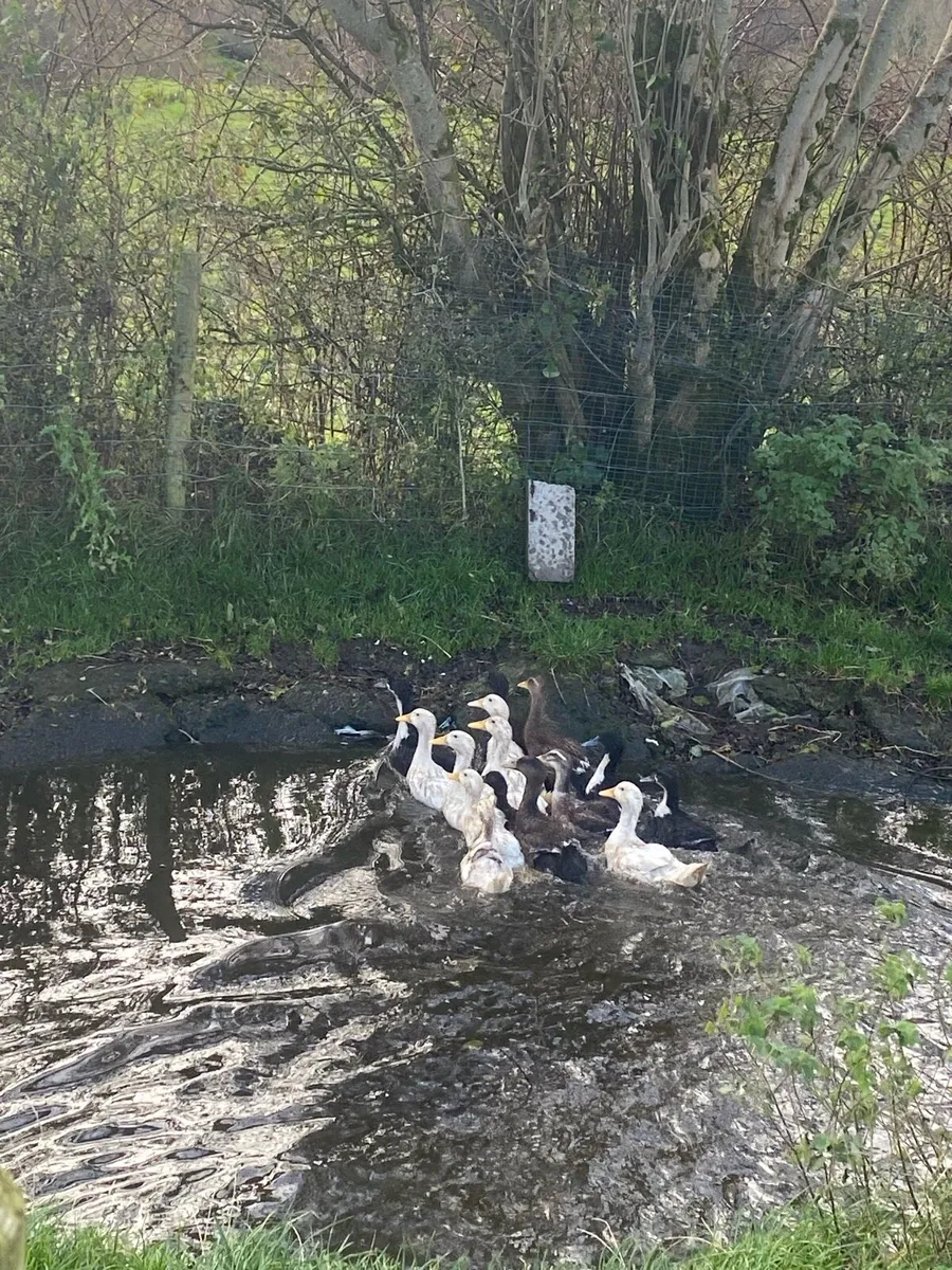 Geese, drakes and laying ducks - Image 4