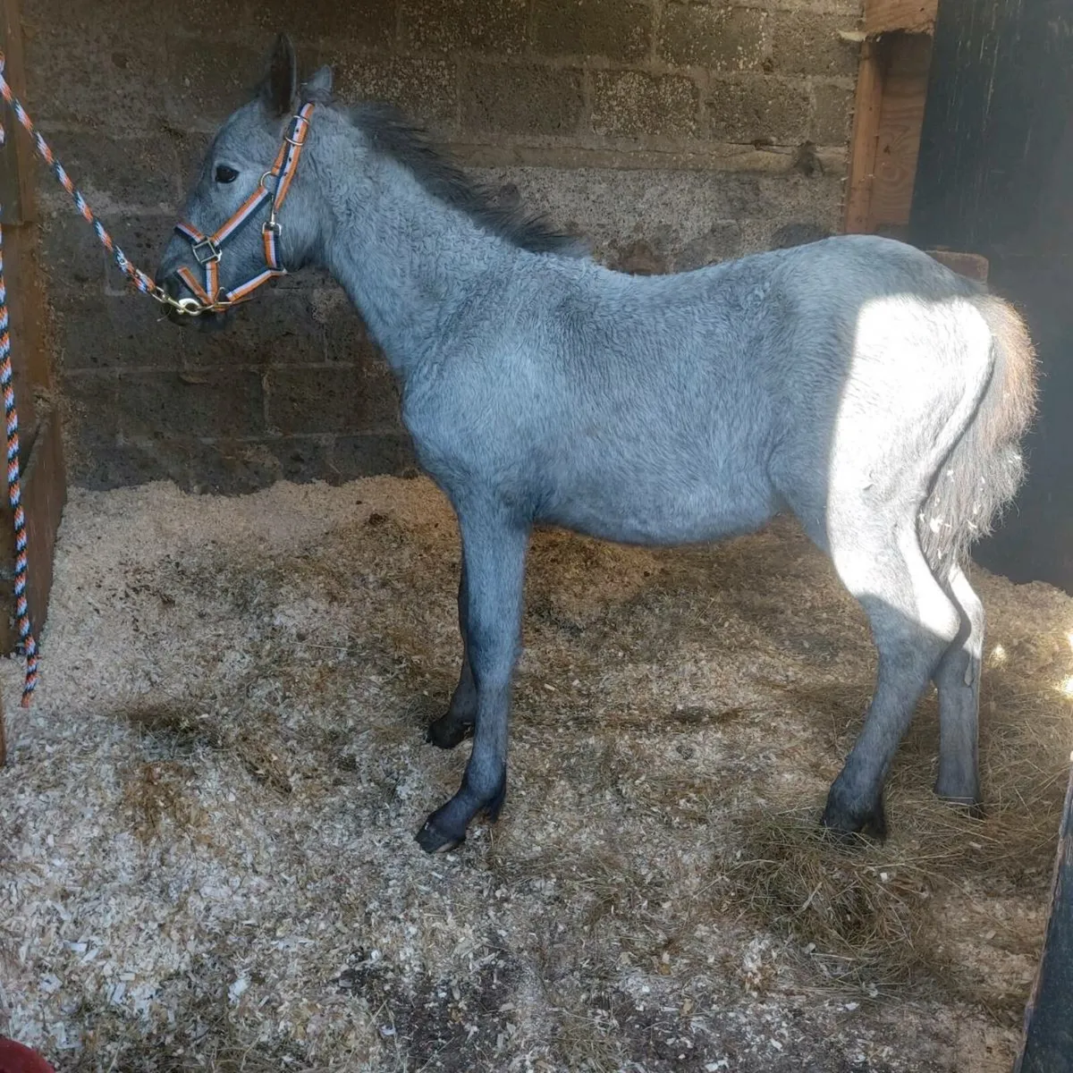 Half fresian filly - Image 1