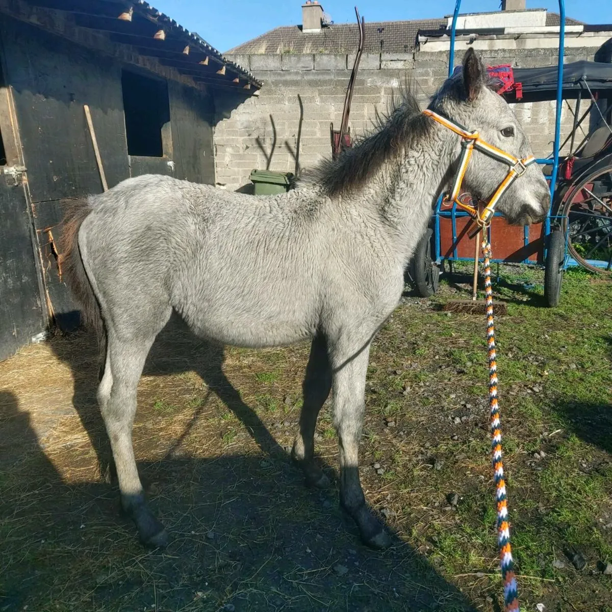 Half fresian filly - Image 2