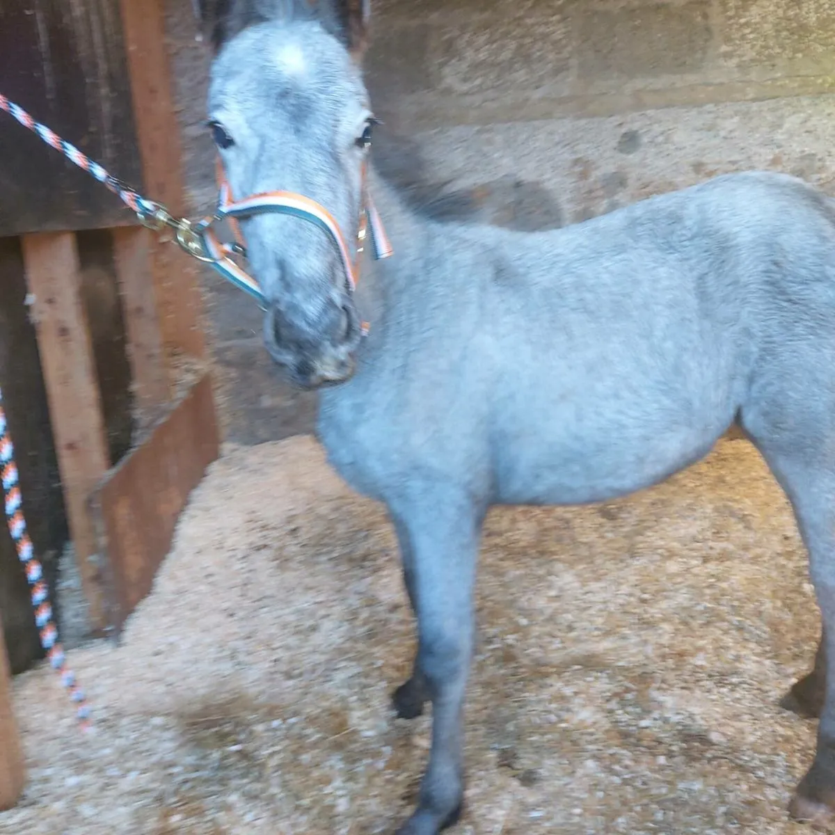 Half fresian filly - Image 3