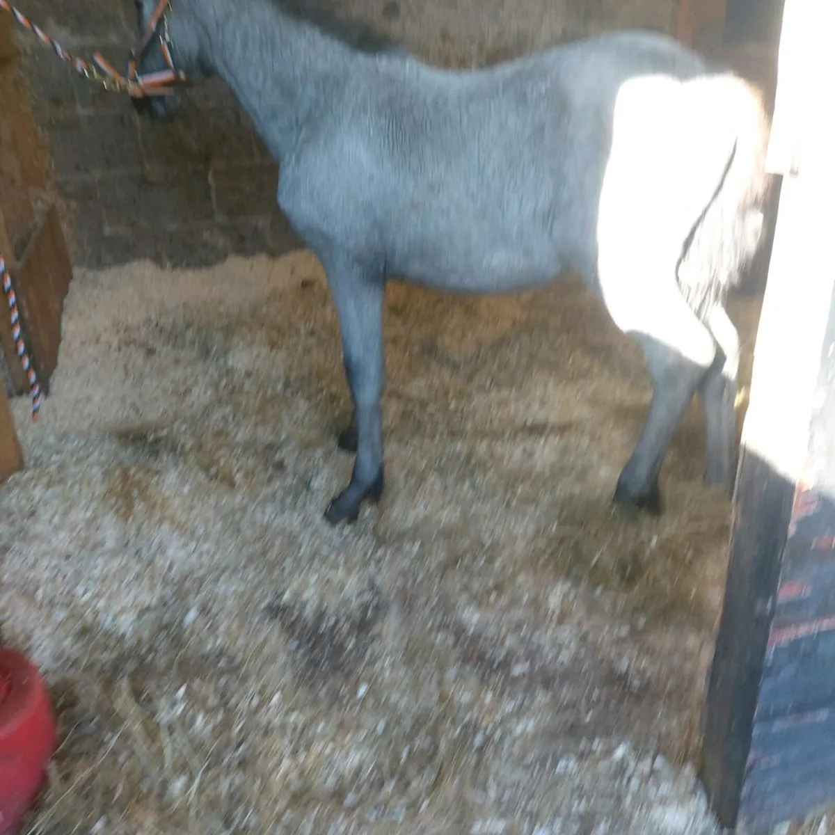 Half fresian filly - Image 4