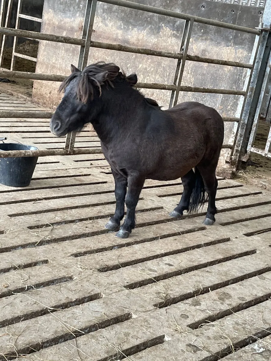 Shetland pony stallion - Image 2