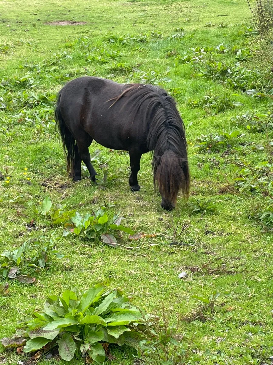 Shetland pony stallion - Image 3