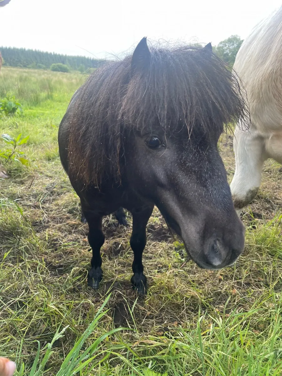 Shetland pony stallion - Image 1