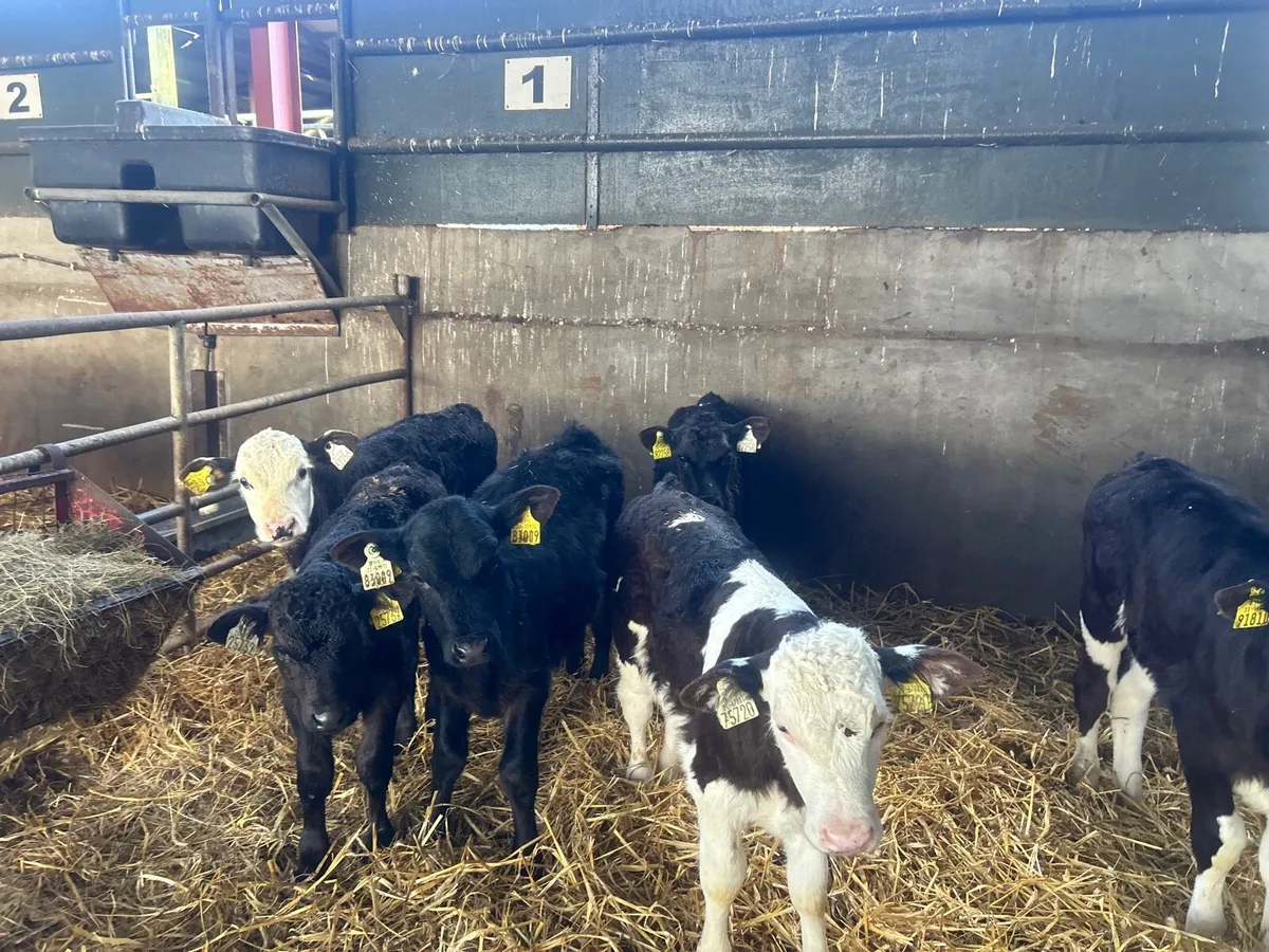 6 strong Angus  and Hereford calf’s - Image 1