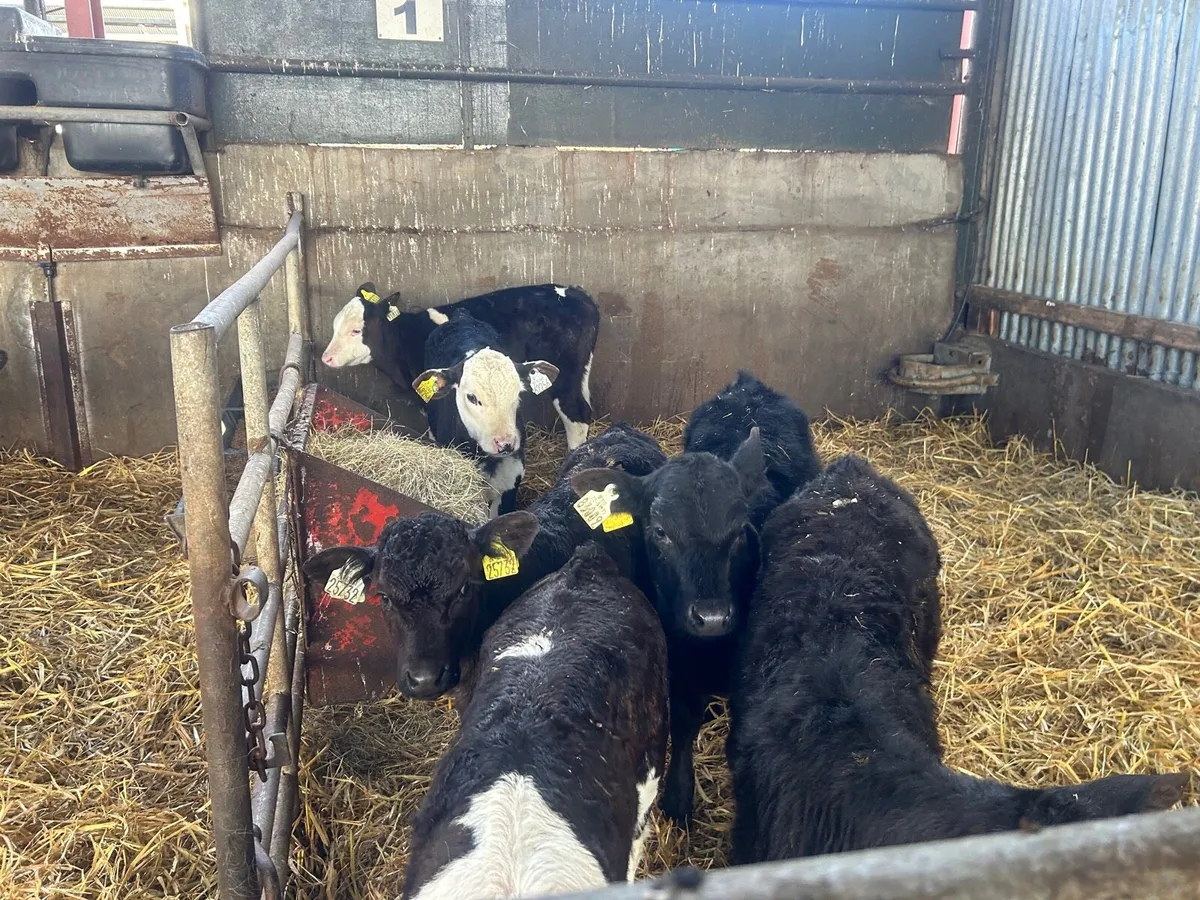 6 strong Angus  and Hereford calf’s - Image 3