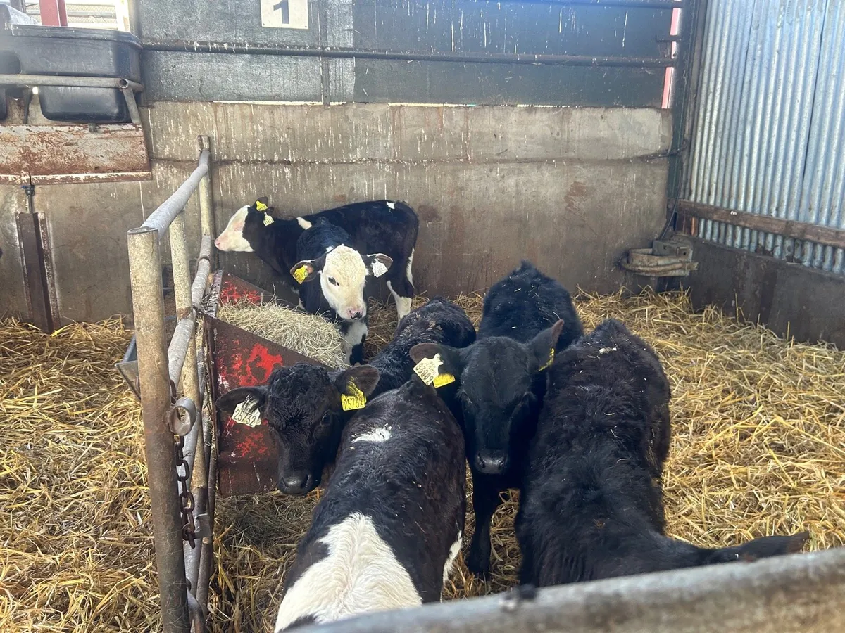6 strong Angus  and Hereford calf’s - Image 4